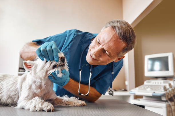 Best Emergency Tooth Extraction in Jefferson, GA